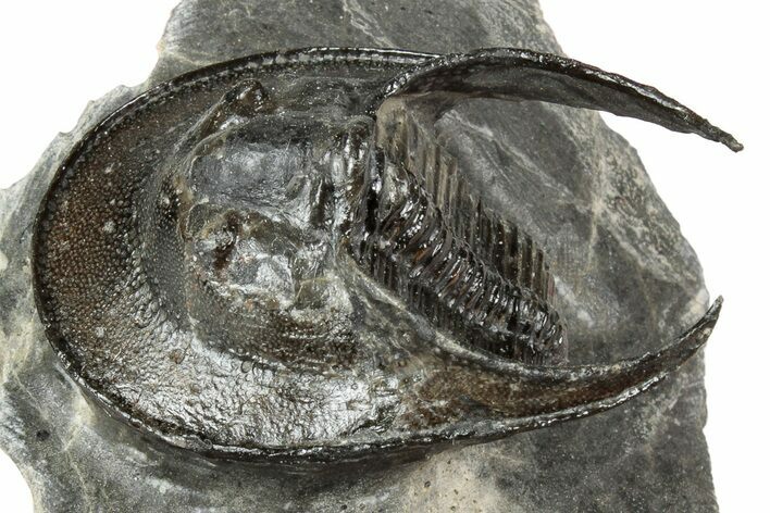 Detailed Scotoharpes Trilobite - Boudib, Morocco #344465